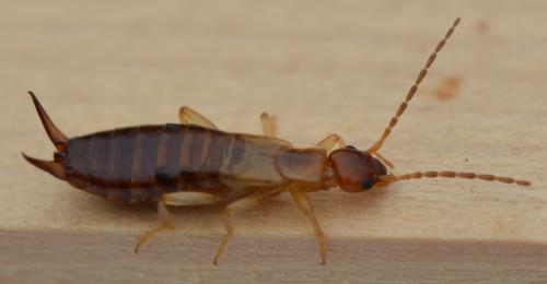 Guanchia pubescens